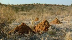 Afrikan luonnon helmiä: 11.03.2018 08.56