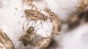 Yle Uutisluokka Triplet: Hyönteisten kasvatus ruuaksi yleistyy vauhdilla – sirkkafarmeja perustetaan ympäri maata: 13.03.2018 10.14