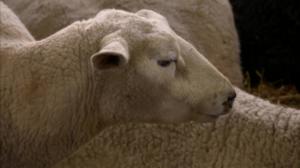 Spotlight: Susipelko leviää: 18.03.2018 07.00