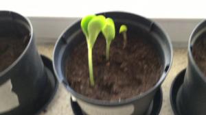 BUU-Staffan: Fröna har grott! (S): 21.03.2018 10.14