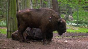 Elämäni eläimet: Eläinsairaalassa: 26.03.2018 14.00