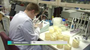 Yle Uutisluokka Triplet: Viruksista voi löytyä apu, kun antibioottien teho katoaa: 05.04.2018 13.17