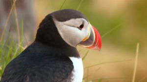 Näin Norjassa: Lintujen ystävä: 09.04.2018 08.50