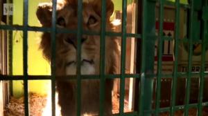 Yle Uutisluokka Triplet: Sodan jalkoihin jääneitä eläimiä pelastetaan Jordaniaan: 09.04.2018 10.30