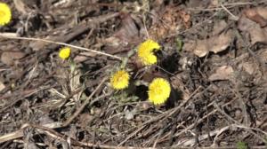 Luonto lähellä: kimalaiset: 16.04.2018 09.39