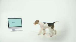 Mitä vain vuoksesi, lemmikkini: 18.04.2018 12.50