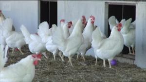 Yle Uutisluokka Triplet: Suomalaiset puhtaat elintarvikkeet myyvät ulkomailla: 02.05.2018 10.51