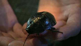 Ötökkämiehet: 04.05.2018 02.20