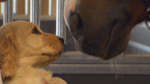 Spanielipentueen elämää: 25.05.2018 15.30