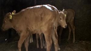 Vasikat ulos: 28.05.2018 07.20