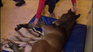 Elämäni eläimet: Eläinsairaalassa: 01.06.2018 15.00