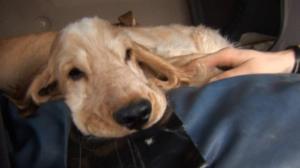 Spanielipentueen elämää: 08.06.2018 15.00