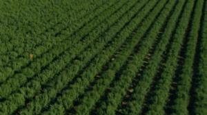 Tomaatinviljely Yhdysvalloissa: 07.08.2018 20.51