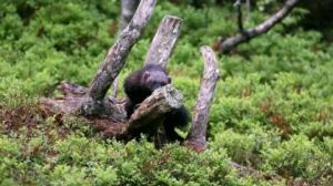 Luontoretkellä: Marit ja vohveliahma: 06.09.2018 13.00