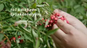 Paavo Halosen pihlajat: 04.10.2018 12.00