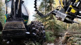 Metsät torjuvat ilmastonmuutosta mutta hakkuut ovat Suomessa nyt ennätystasolla: 10.10.2018 13.43