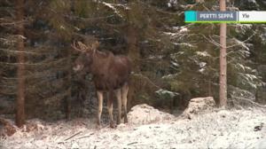 Yle Uutiset selkosuomeksi: 11.10.2018 15.05