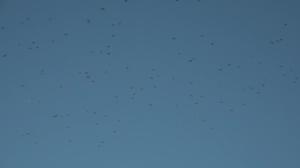 Luonto lähellä: 22.10.2018 08.40