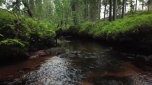 Luonto lähellä: Purojen elvytys: 29.10.2018 08.58