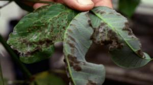 Kamppailu kumipuista (S): 05.12.2018 19.52