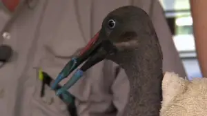 Elämäni eläimet: Eläinsairaalassa: 21.12.2018 11.30