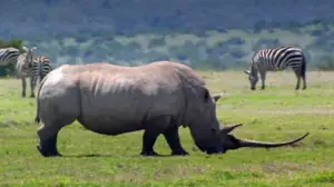 Elämäni eläimet: Eläinsairaalassa: 18.01.2019 10.35