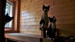 Uusi Kino: Kissanloukku (12): 29.01.2019 23.10