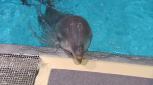 Elämäni eläimet: Eläinsairaalassa: 08.02.2019 10.30