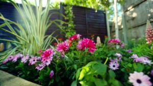 Rakkaudesta puutarhaan: 09.02.2019 07.10