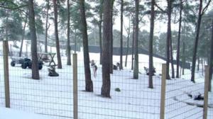 Metsäpeurakanta on voimistumassa: 18.02.2019 08.10