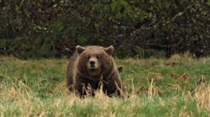 Luontoretkellä: Leikkisä karhu: 27.02.2019 05.55