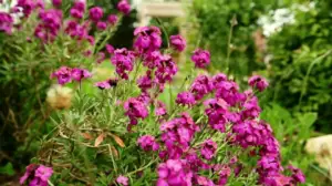 Rakkaudesta puutarhaan: 09.03.2019 07.10