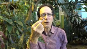 Luonto lähellä: carambapistiäinen: 11.03.2019 08.46