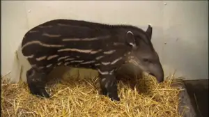 Elämäni eläimet: Eläinsairaalassa: 15.03.2019 10.30