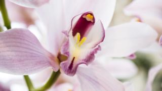 Vaikka kevät vielä viipyy, upeat orkideat ovat puhjenneet loistoonsa : 14.03.2019 12.20