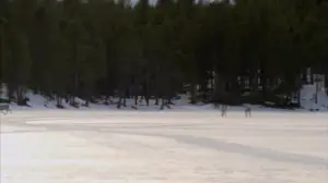 Kolttasaamelaisten ortodoksinen pääsiäinen Nellimissä: 19.03.2019 15.00