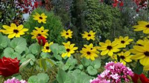 Iloa puutarhasta: 29.03.2019 09.00