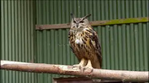 Elämäni eläimet: Eläinsairaalassa : 29.03.2019 10.30