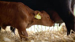 Vasikka (S): 01.04.2019 00.01