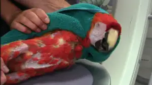 Elämäni eläimet: Eläinsairaalassa : 05.04.2019 10.30