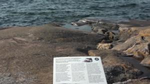 Luonto lähellä: Muuttolinnut: 18.04.2019 13.32