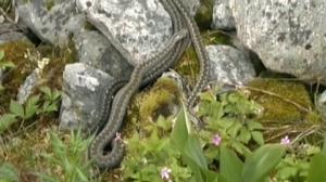 Suomen käärmeet: 02.05.2019 17.00