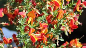 Iloa puutarhasta: 17.05.2019 09.05