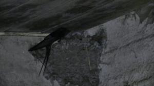 Maatilan siivekkäät: 17.06.2019 10.00