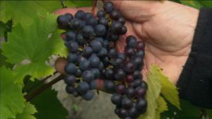 Iloa puutarhasta: 21.06.2019 09.05