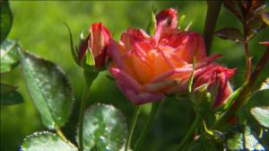 Iloa puutarhasta: 05.07.2019 09.00