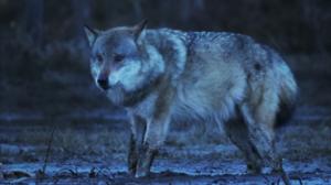 Norjalaisia luontokuvaajia: 11.07.2019 06.00