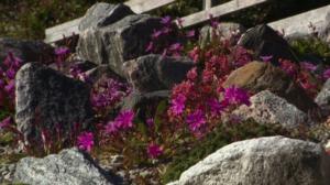 Iloa puutarhasta: 30.08.2019 09.05