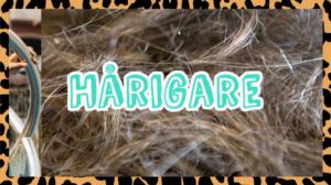 Milloin on aika aloittaa parranajo? (S): 01.09.2019 00.01