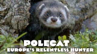Avara luonto: Hilleri - väsymätön peto